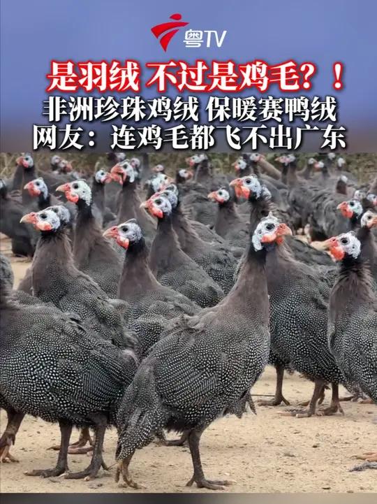 珍珠鸡绒保暖赛鸭绒 网友：这下连鸡毛都飞不出广东