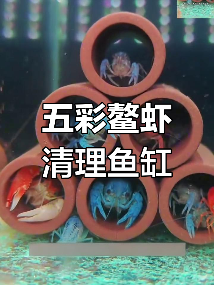鱼缸清洁小能手:五彩鳌虾