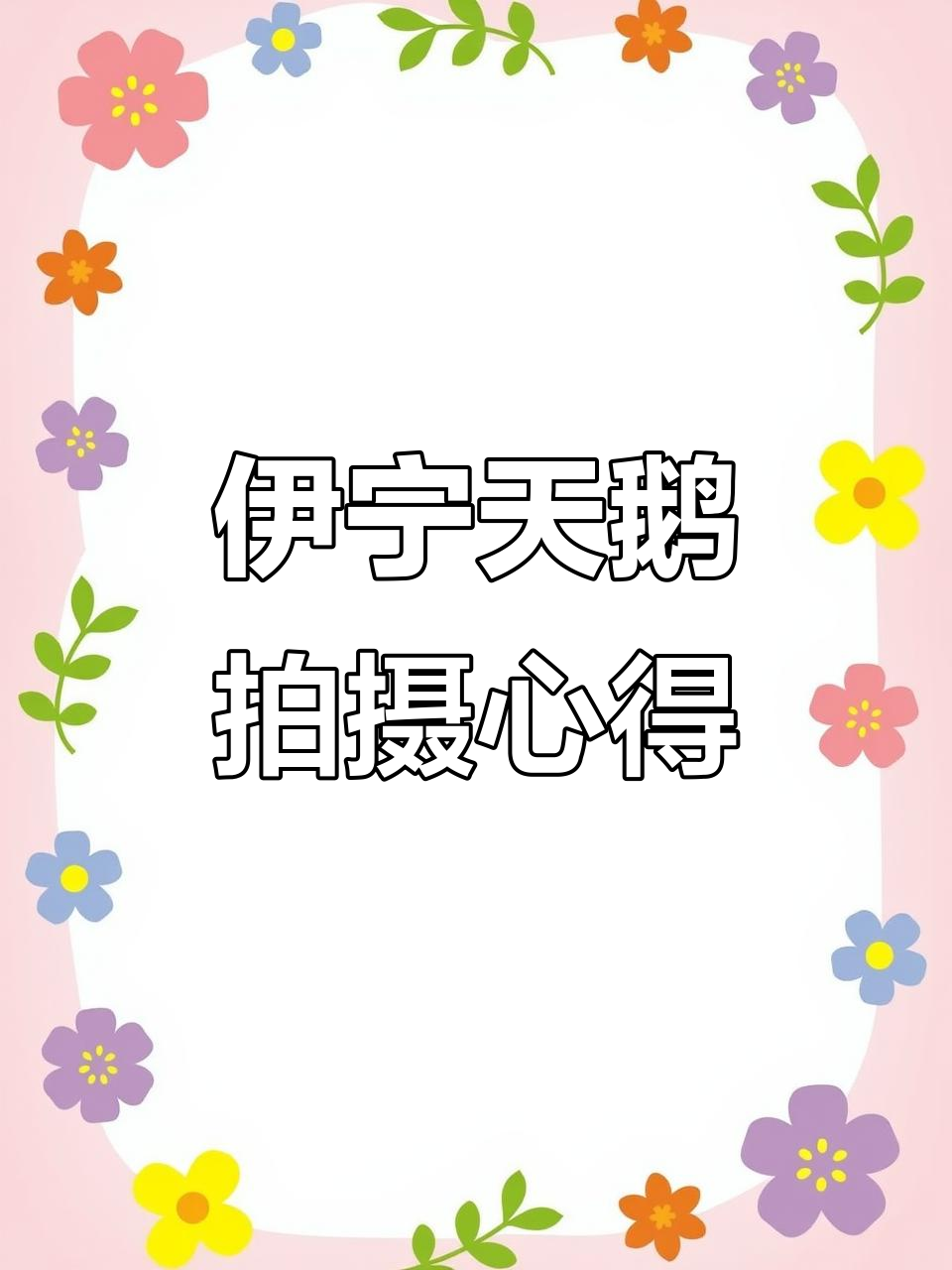 新疆伊宁天鹅拍摄技巧与实录，湖水清澈背景下的美丽瞬间