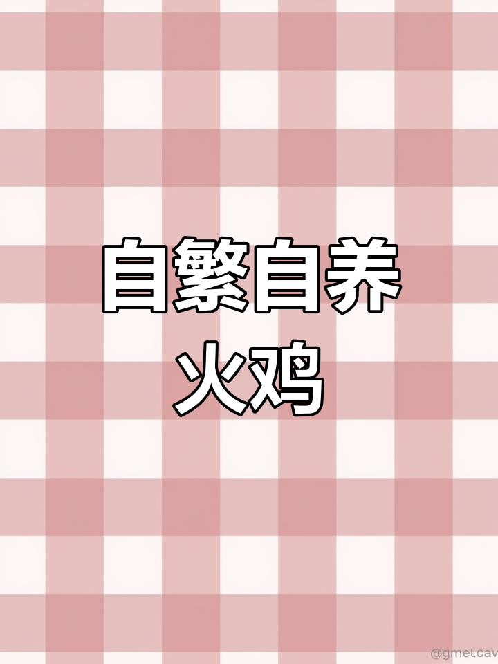 尼古拉火鸡自繁自养,珍禽养殖新风潮
