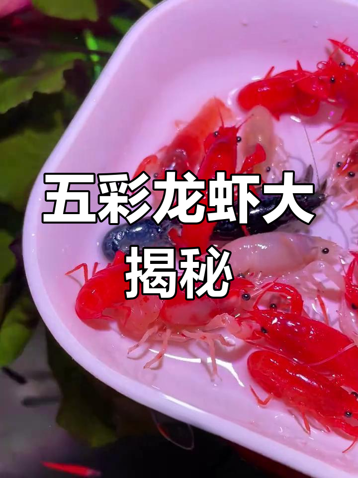 第一次见五彩龙虾脱壳,鱼缸清洁力惊人!