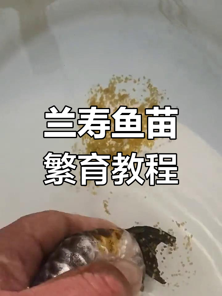 兰寿鱼苗繁殖全攻略：从排卵到孵化小鱼的详细步骤