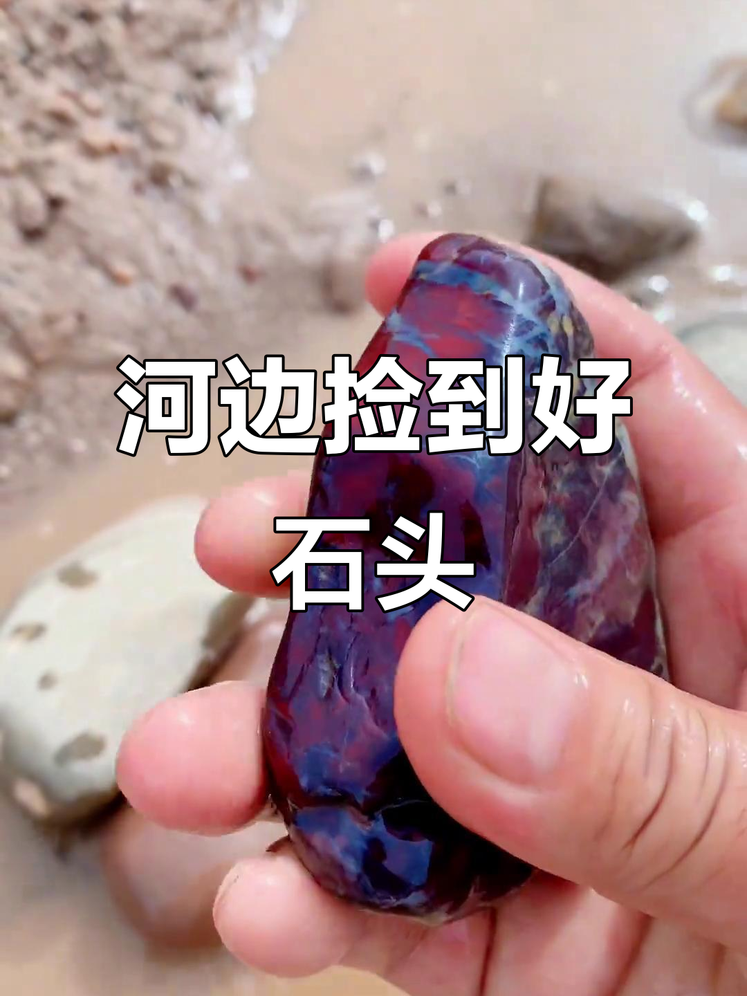 渭河鸡血石捡拾之旅,颜色惊艳!