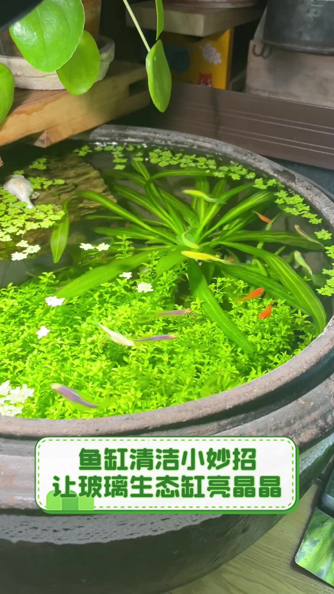 鱼缸清洁小妙招,让玻璃生态缸亮晶晶