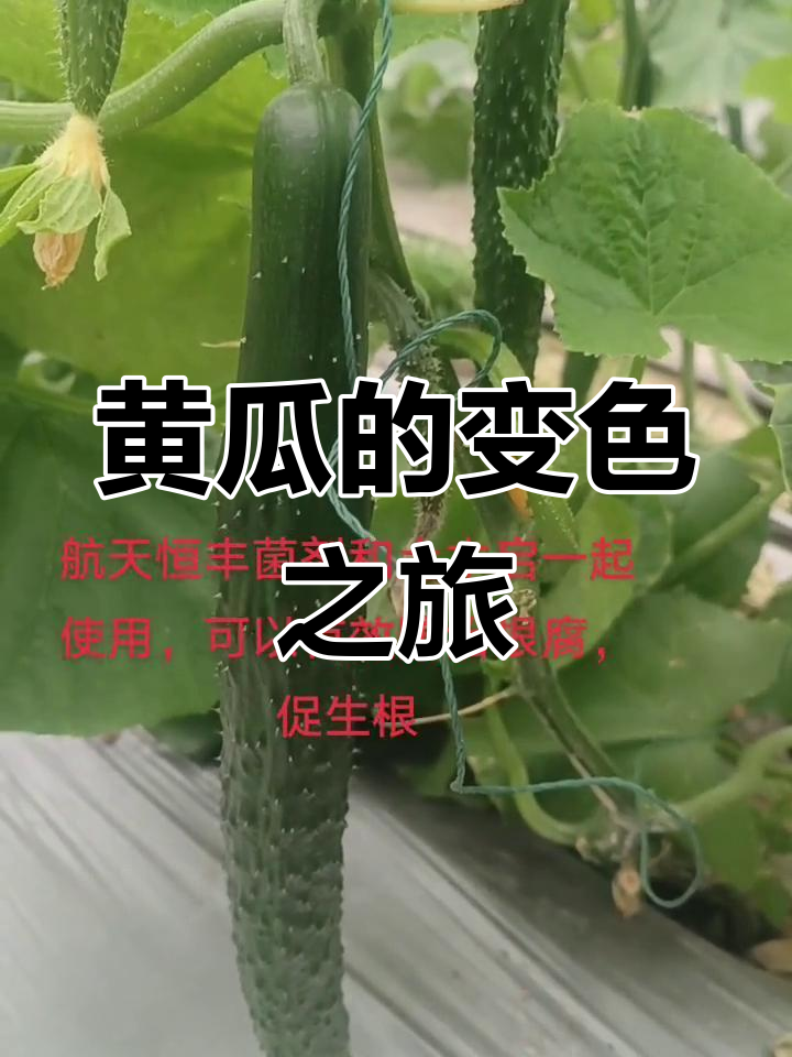 黄瓜是常见蔬菜,青绿时鲜美,变黄后称为老瓜