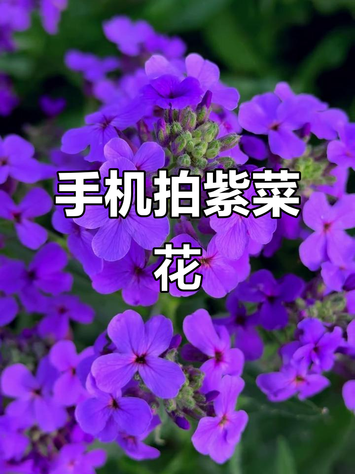 紫色油菜花海,手机拍摄特写镜头
