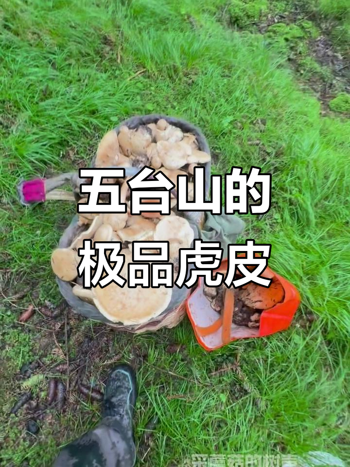 五台山虎皮蘑菇,难得一见的美味珍品