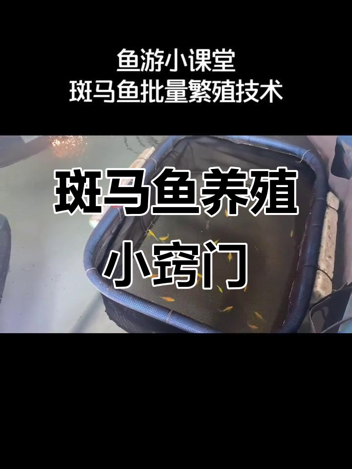 斑马鱼养殖新技巧:网框防逃与孵化全过程揭秘