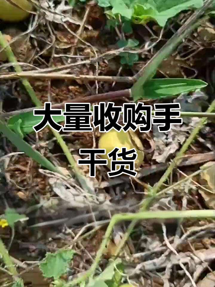 这不是捡的,这是大量收购!五十元一公斤的手干货