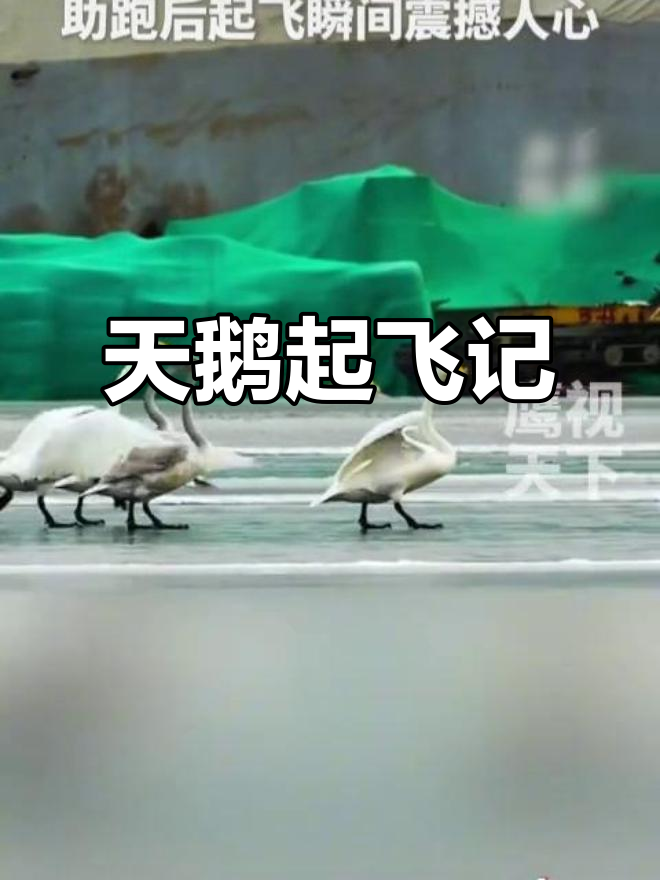 天鹅展翅飞翔,震撼瞬间令人感动!