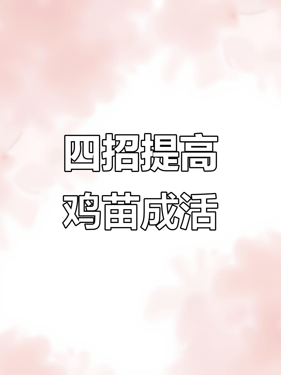 鸡苗到家先做这四步，成活率大幅提升