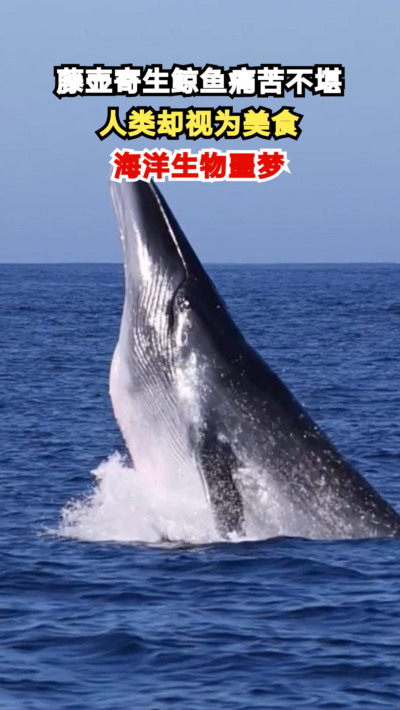 鲸鱼为何频频跃出水面？揭秘藤壶寄生的痛苦真相，人类却吃得津津有味