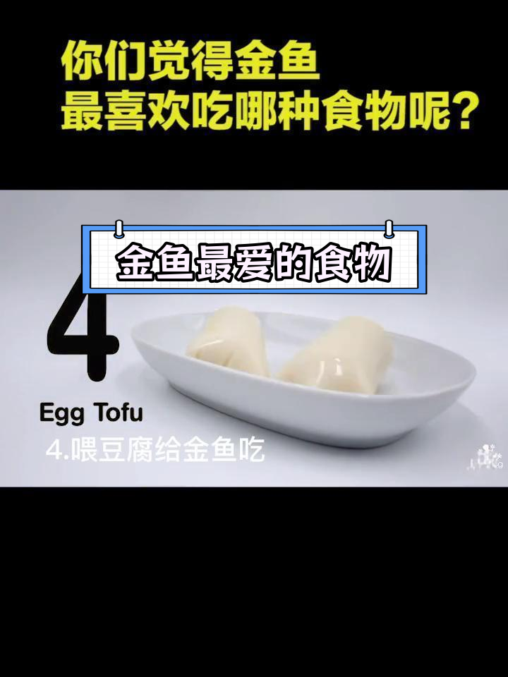 金鱼最爱吃什么?试试这些食物