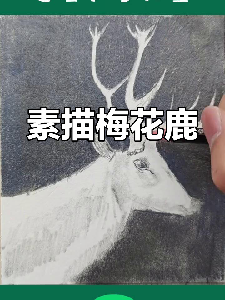 用铅笔勾勒梅花鹿,感受素描的细腻与生动!