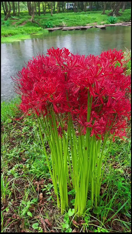 分享十几种不能吃的野菜