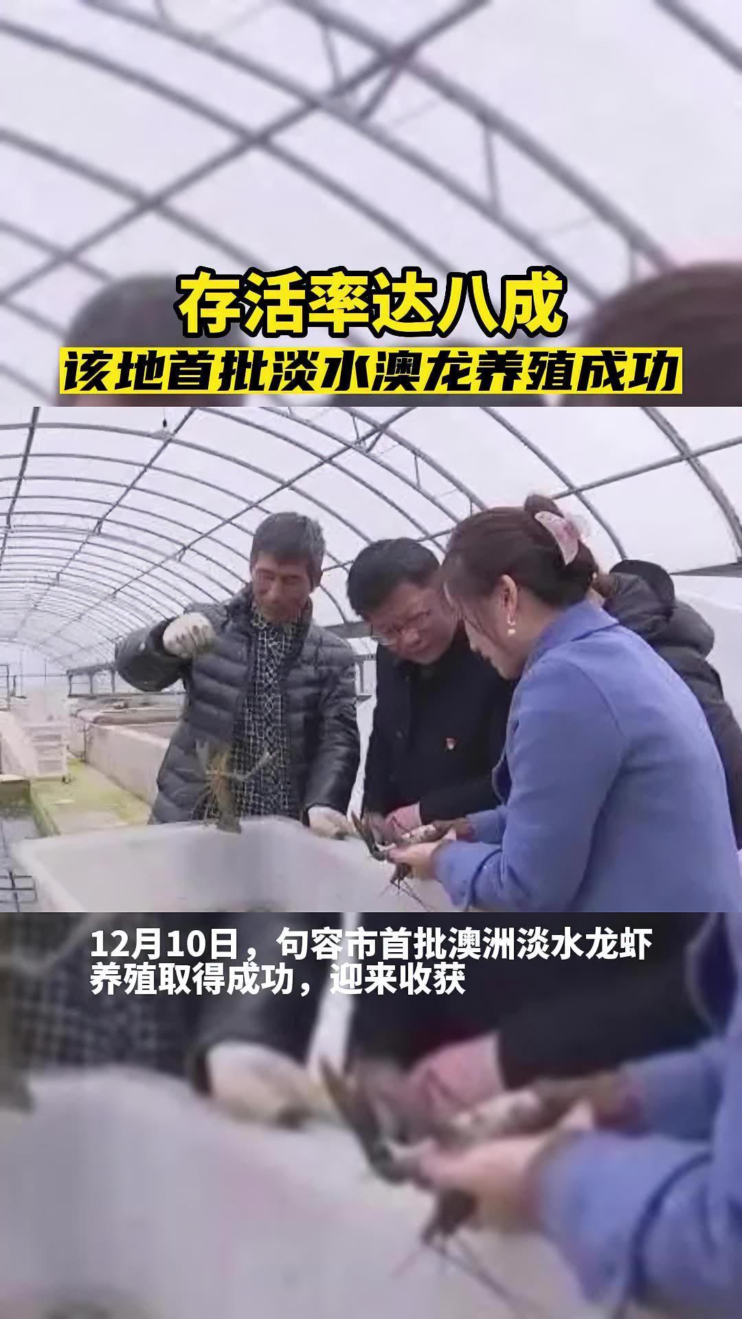 喜获丰收!句容首批 澳洲淡水龙虾 养殖取得成功!水产养殖 新农人
