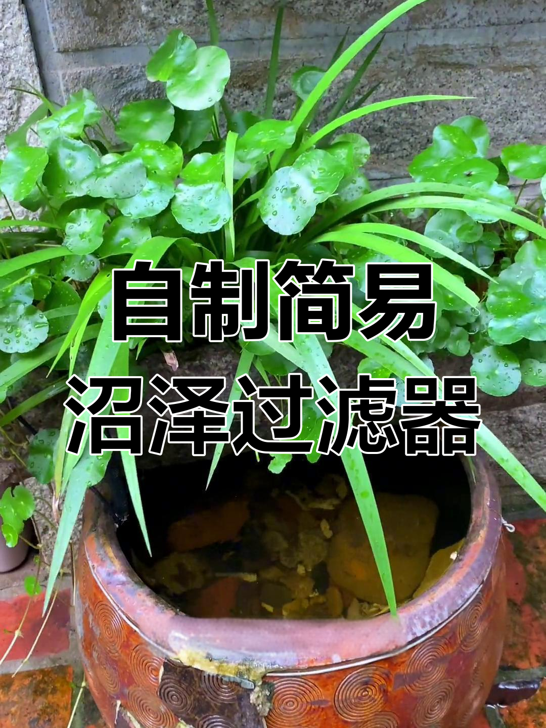 只需水缸与植物，轻松打造鱼缸沼泽过滤，水质更清亮！