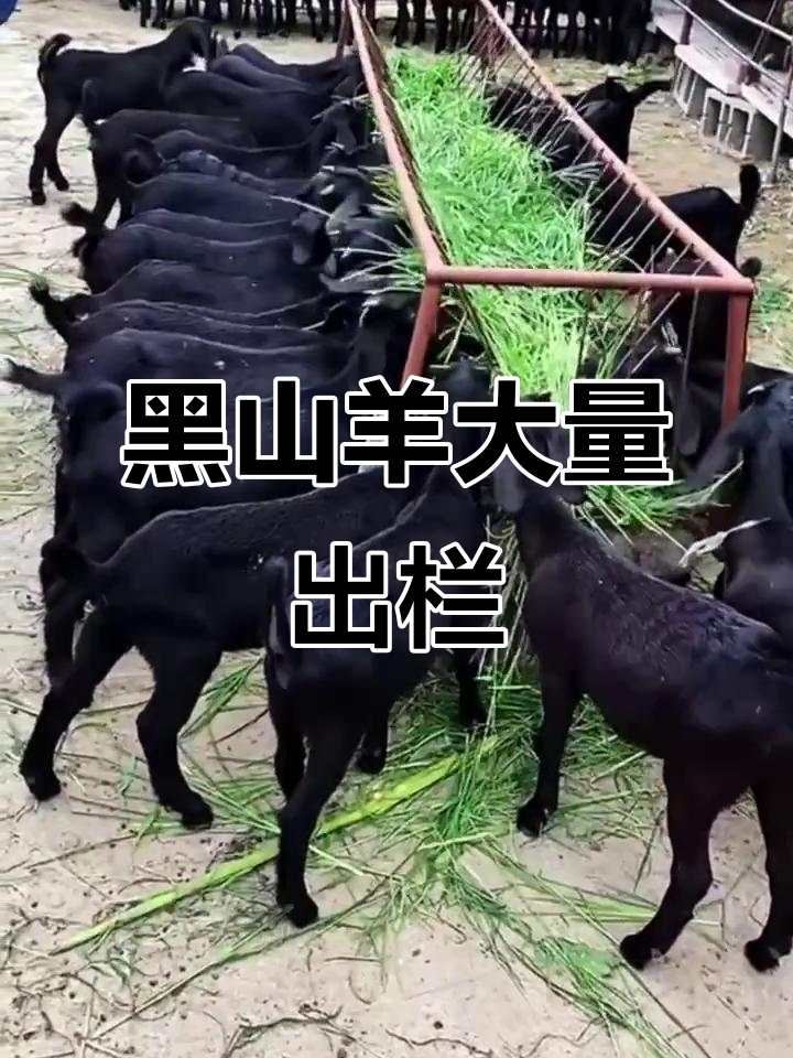 努比亚黑山羊批量出栏,公母比例10:1,繁殖能力强