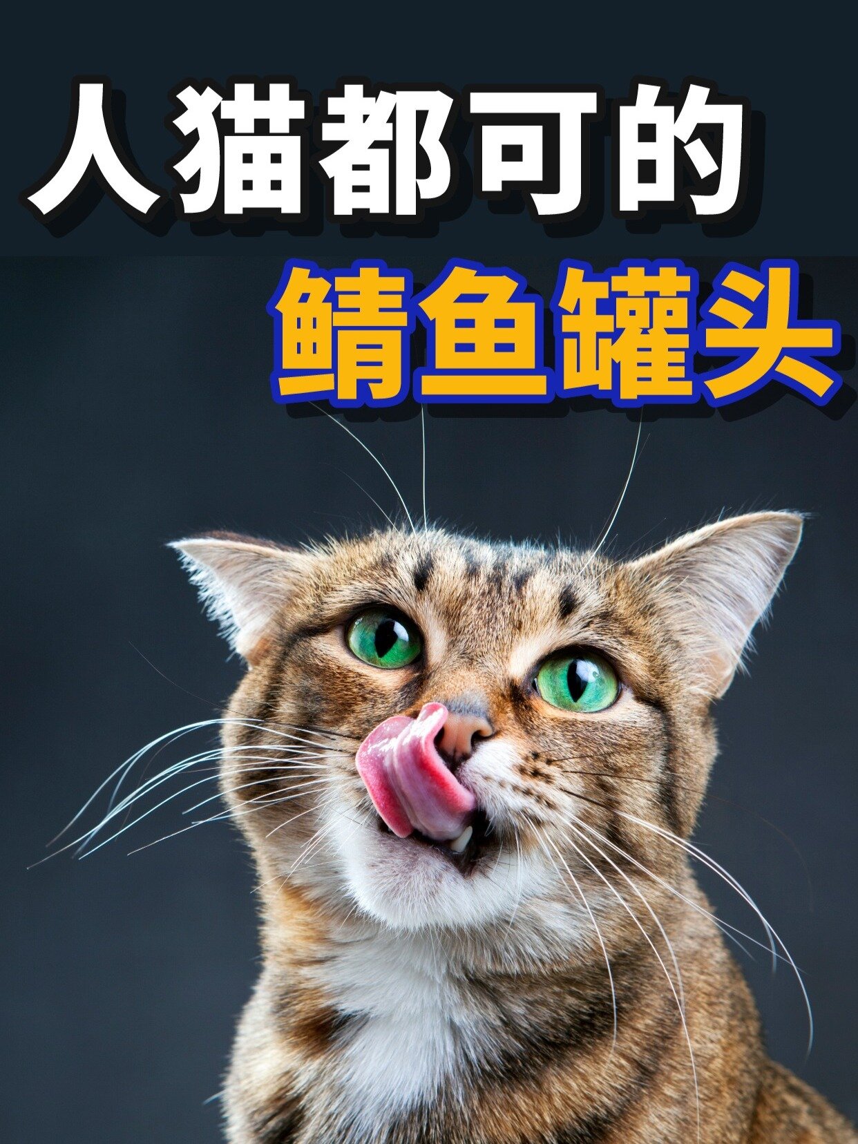 骗水之“鲭鱼罐头”,人猫都可,补水又营养
