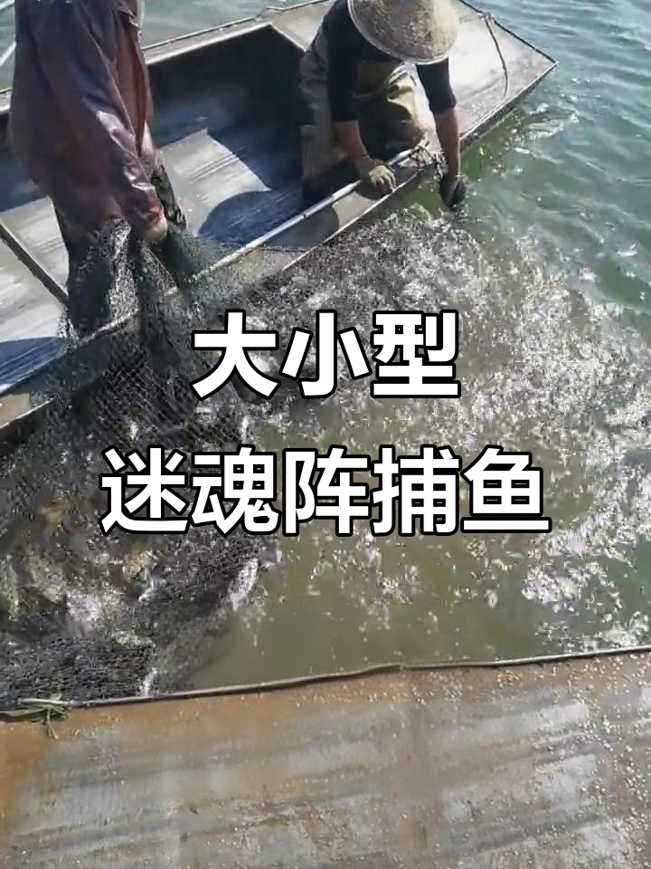渔民现场捕捞，迷魂阵一网打尽各种鱼种