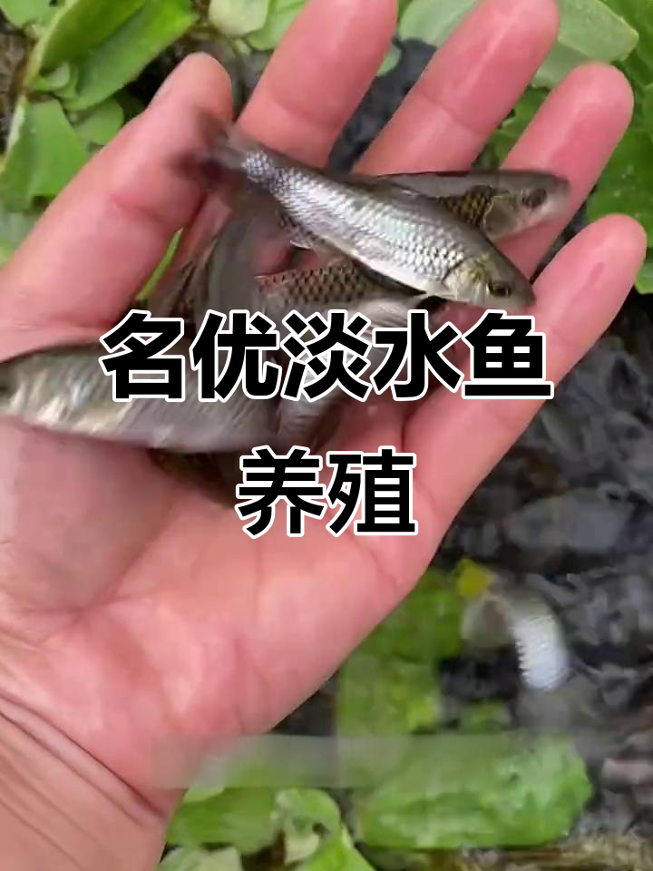 养殖草食淡水鱼,清波、倒刺鲃等名优品种