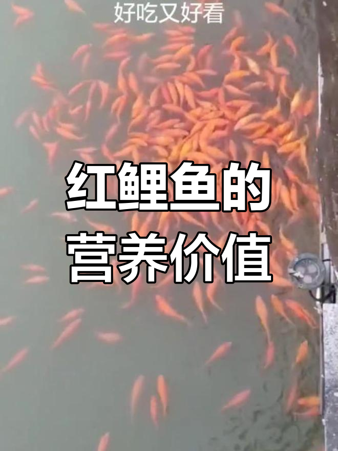 荷包红鲤鱼:孕妇营养佳选,养胎安神