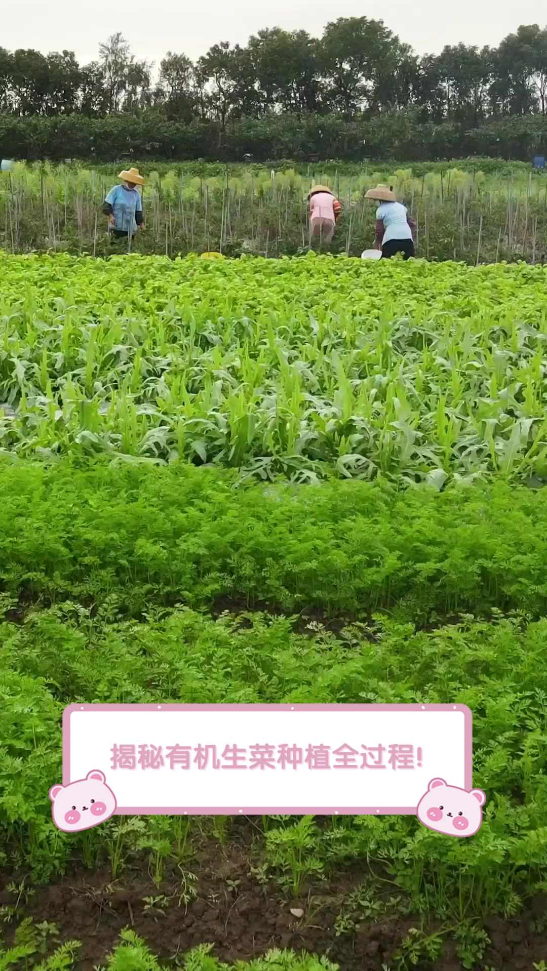 揭秘有机生菜种植全过程!