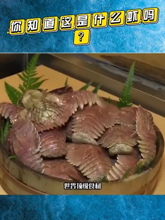 你知道这是什么品种的虾吗?