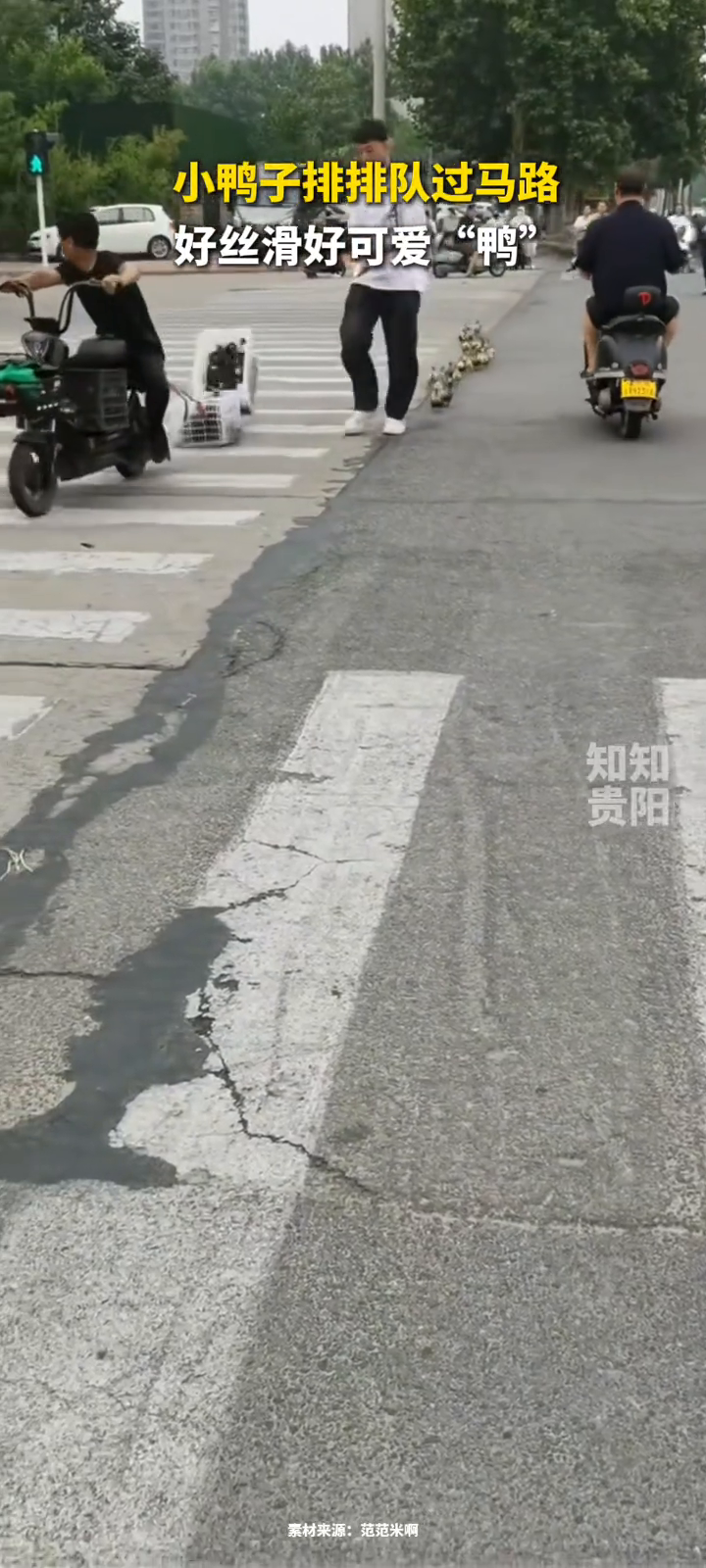 小鸭子排排队过马路,好丝滑好可爱“鸭”