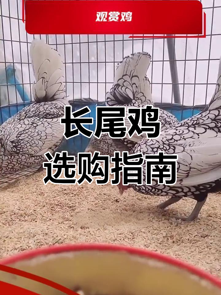 泉州观赏长尾鸡品种介绍