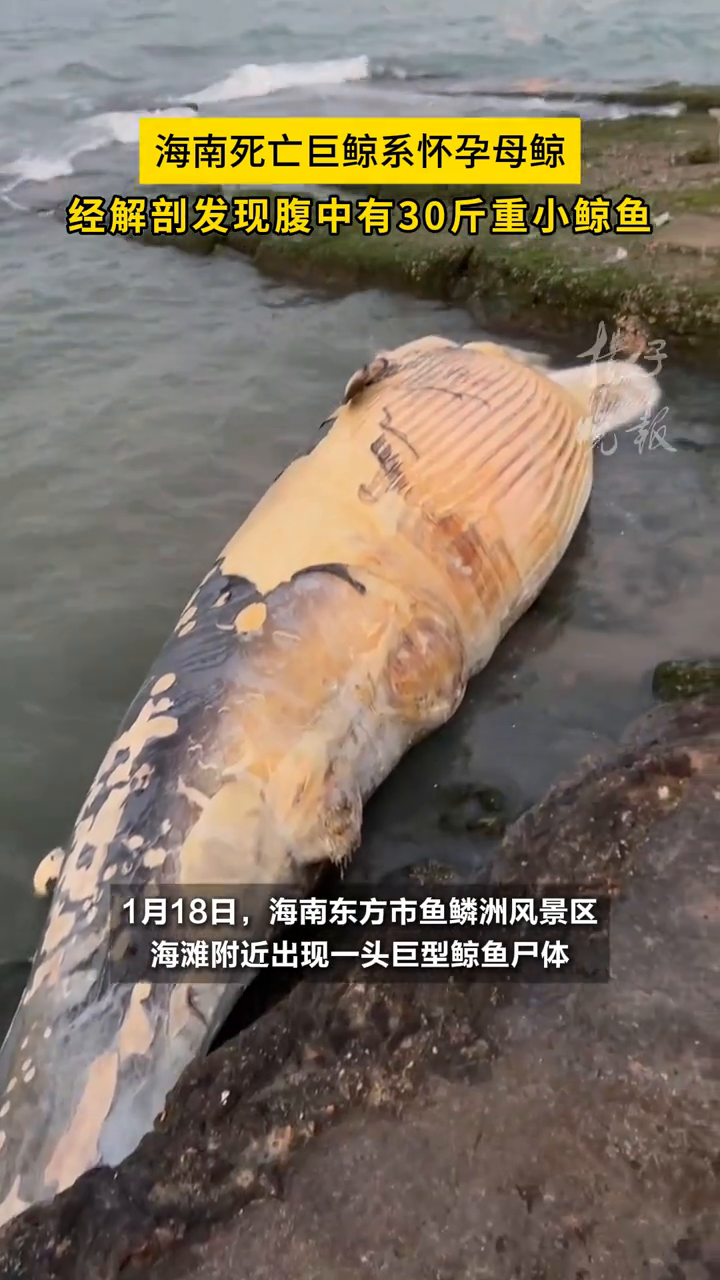 海南死亡巨鲸系怀孕母鲸,经解剖发现腹中有30斤重小鲸鱼