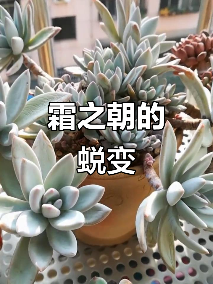 六年时光,霜之朝从单头变成繁茂群生,叶片始终保持粉状