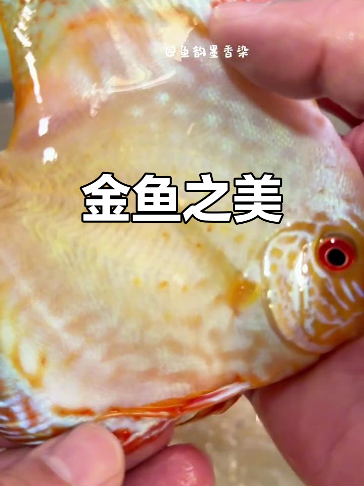 完美无瑕的美丽金鱼,尾巴金色迷人