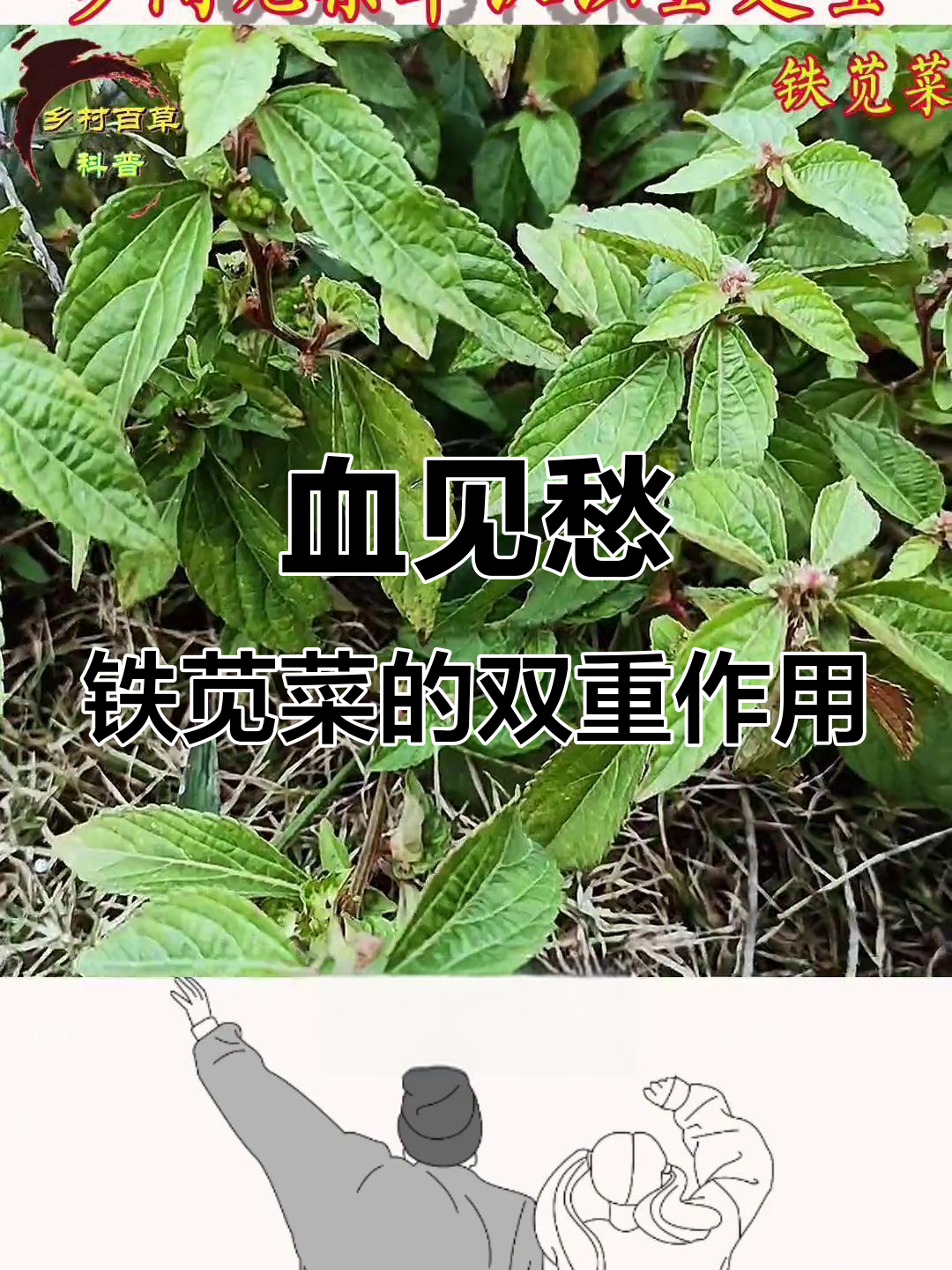 农村常见杂草竟是宝,铁苋菜的药用与食用价值揭秘