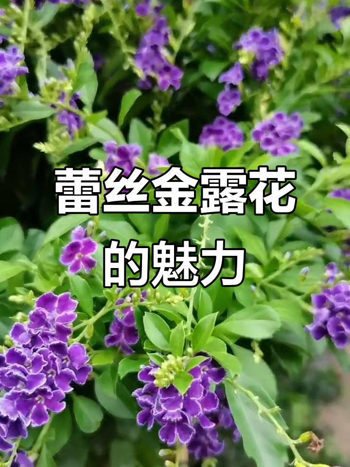 蕾丝金露花：香气扑鼻的巧克力花朵，养护超省心