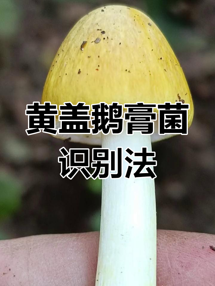 剧毒黄盖鹅膏菌与普通蘑菇的区别