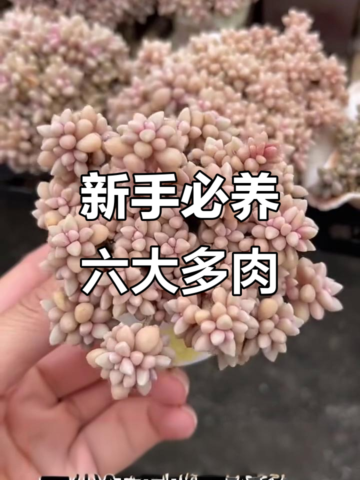 适合新手养的六款多肉植物,黄丽、紫珍珠等超耐造