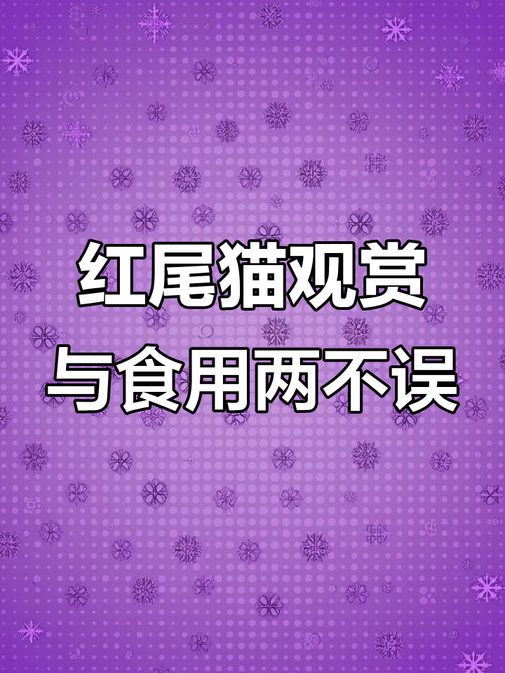 红尾鸭嘴鲶：亚马逊河流的美丽杂食鱼