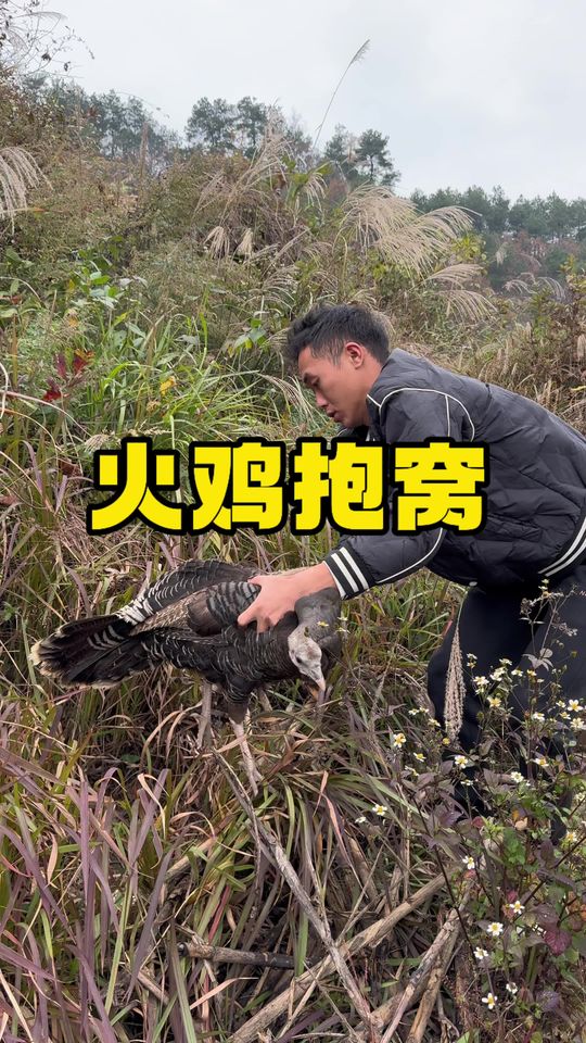一切从一颗蛋开始孵化火鸡蛋期待生命破壳的那一刻