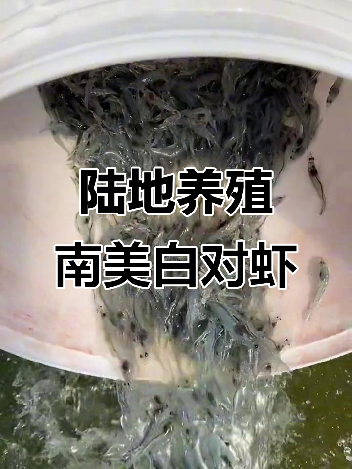 兰州南美对虾养殖基地:人工海水循环利用,陆地养鲜活海鲜