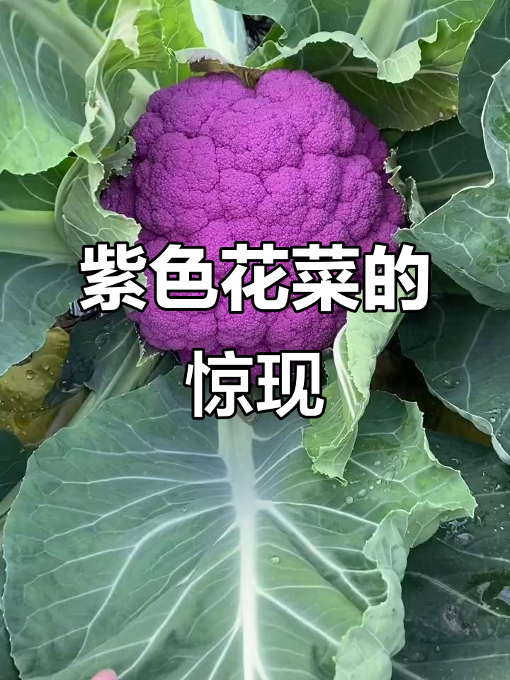 第一次见紫花菜,竟然这么大!你敢吃吗?