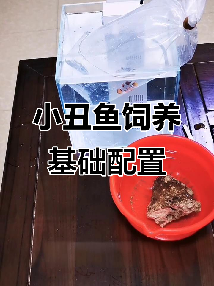 小丑鱼饲养最低配置:20厘米缸如何搞定消化系统与海水调配