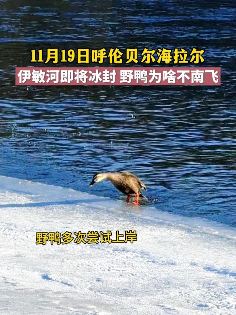 一女士说,冬天河面封冻之后,野鸭可以到芦苇荡里吃草籽过冬。一位男子说,去年就有两只没飞走的