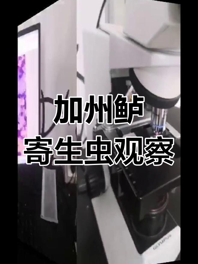 显微镜下揭示加州鲈鱼体内寄生虫