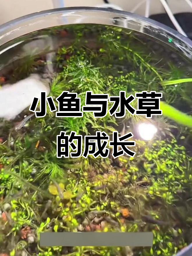 鱼缸里的孔雀宝宝与小金鱼,水草生长带来惊喜