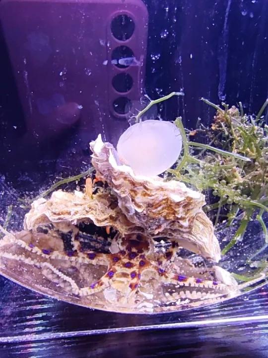 章鱼哥和水母宝宝