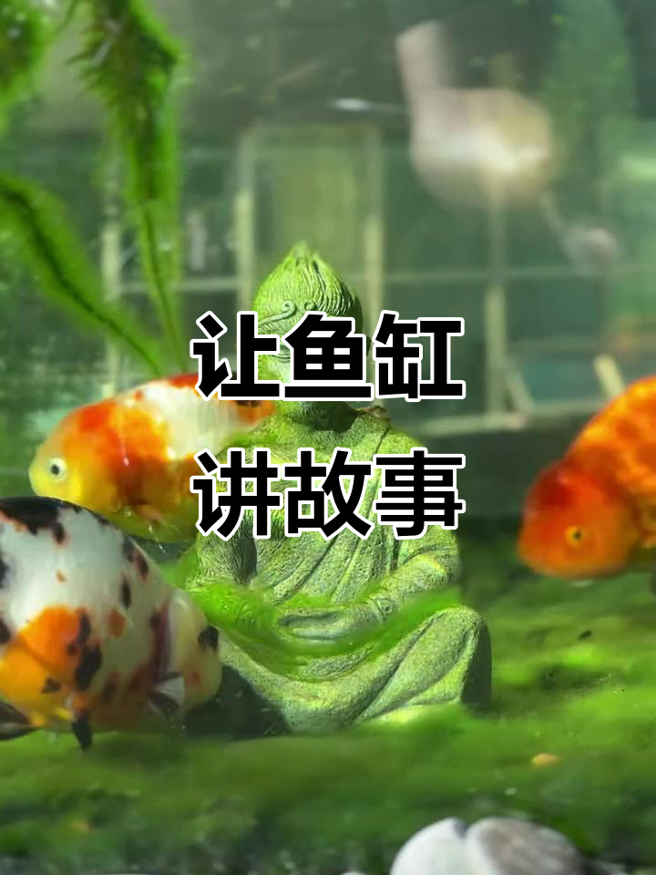 鱼缸里的故事与想象,打造你的神话世界