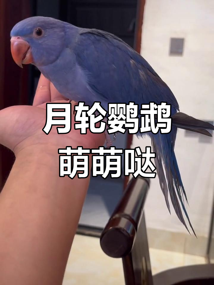 紫罗兰月轮鹦鹉,萌态十足