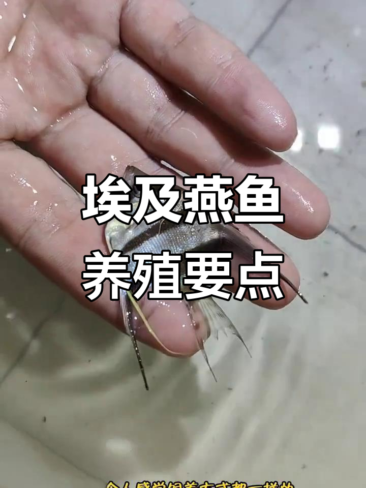 埃及神仙鱼饲养技巧:水温、喂食全攻略