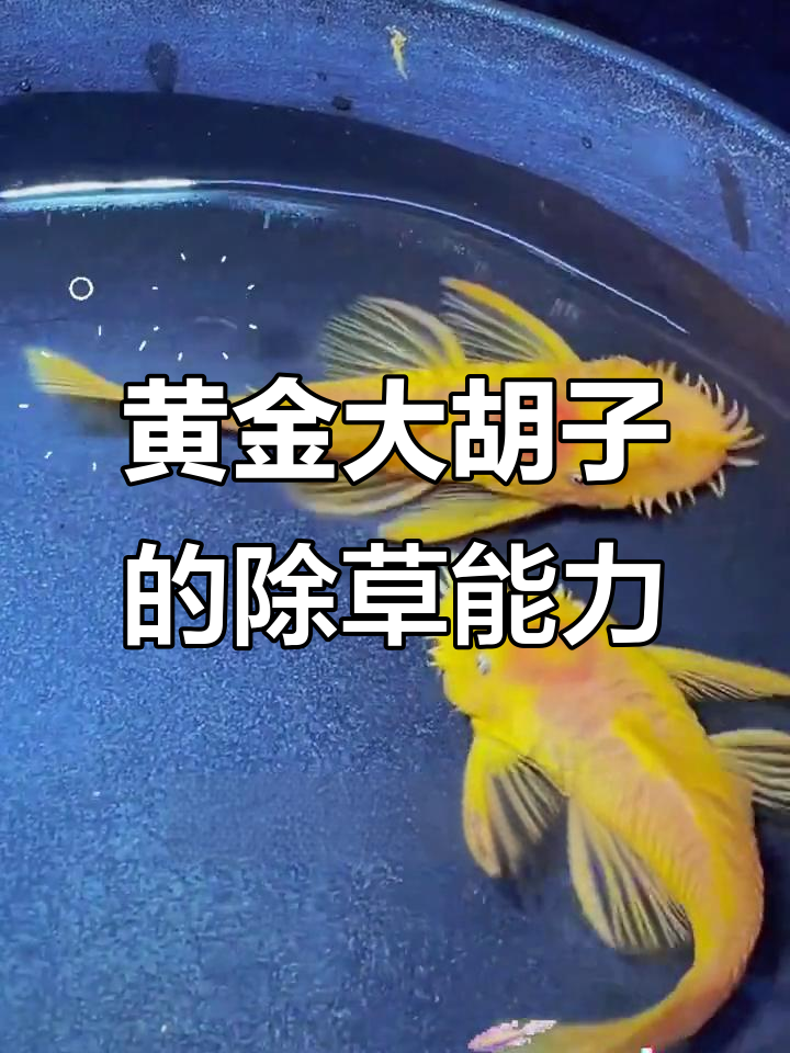 黄金胡子:最强除藻工具鱼,轻松搞定绿褐藻